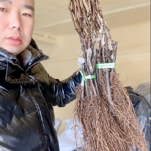 兴城市阳光玫瑰嫁接苗