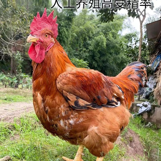 淮安鸡种蛋