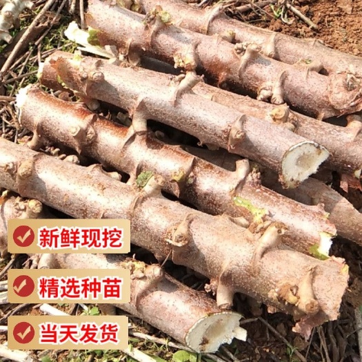 灵山县广西特产黄肉木薯软粉糯新鲜现挖产地直销黄心面包木薯