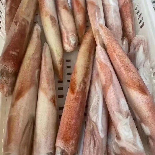 霞浦县鱿鱼