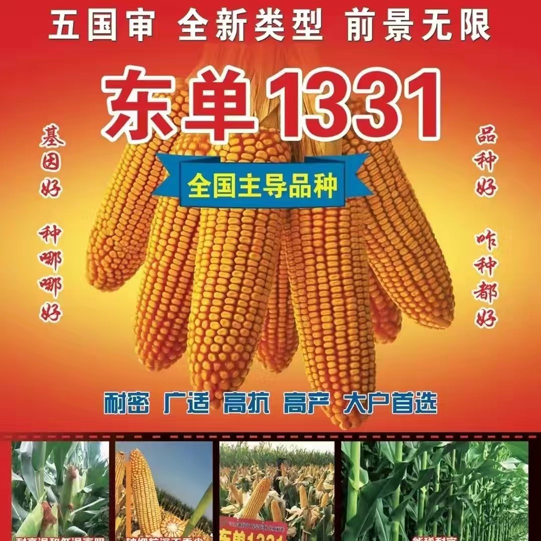沈阳东单1331五国审抗高温热害抗倒伏不花粒可稀可密