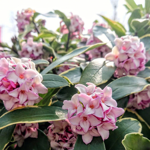成都金边瑞香又叫蓬莱花、睡香等，是瑞香科瑞香属常绿小灌木