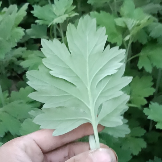 清河县艾草苗，三年艾干品，端午鲜艾门挂，各种艾制品