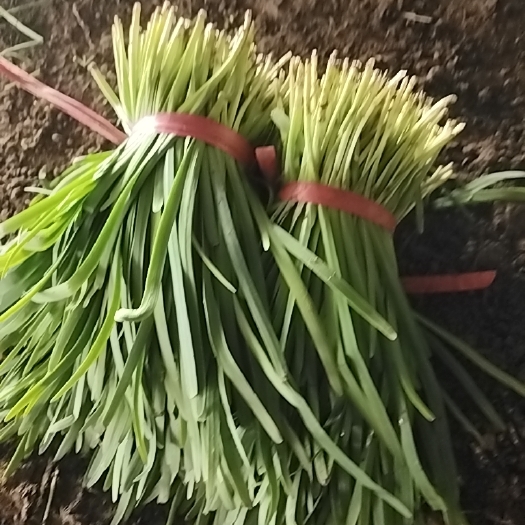 凌海市精品韮菜