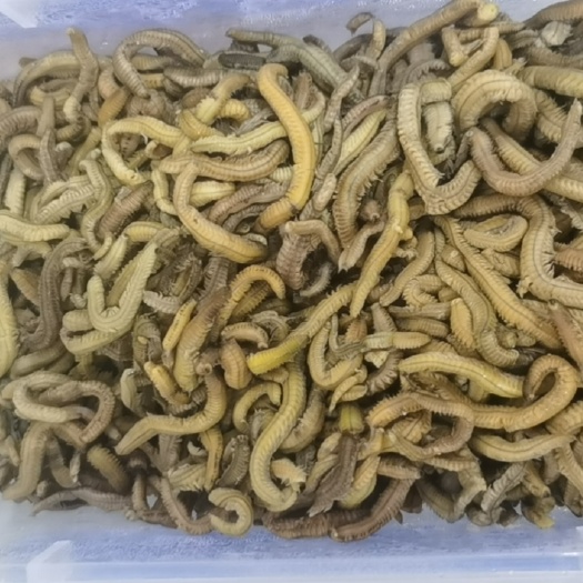 阳江专营各种禾虫，禾虫苗，鲜禾虫，冰禾虫，禾虫干，禾虫咸，禾虫饼