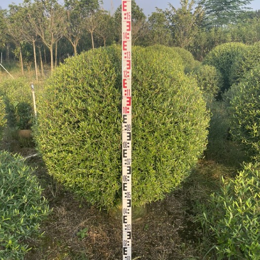 木樨榄球