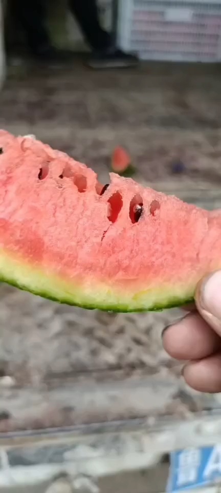 珍珠红西瓜