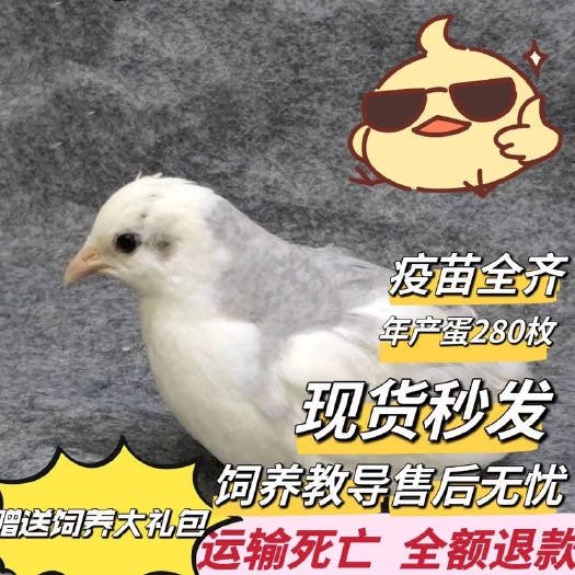 邵阳芦丁鸡活体可自选可快递
