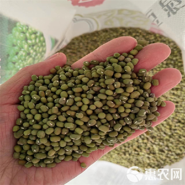 早熟绿豆种子不易炸荚小绿豆种子高产小毛绿豆种子春夏季耐重茬