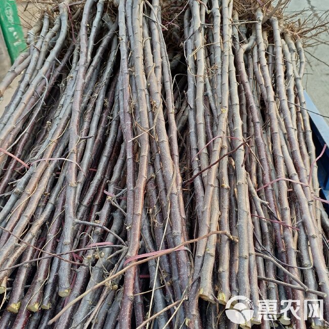 优质嫁接苹果苗，优质嫁接矮化苹果苗