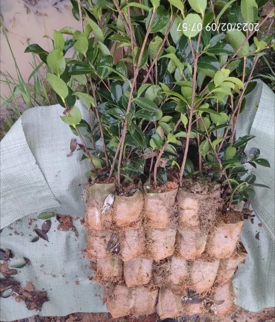 湘林210油茶苗图片