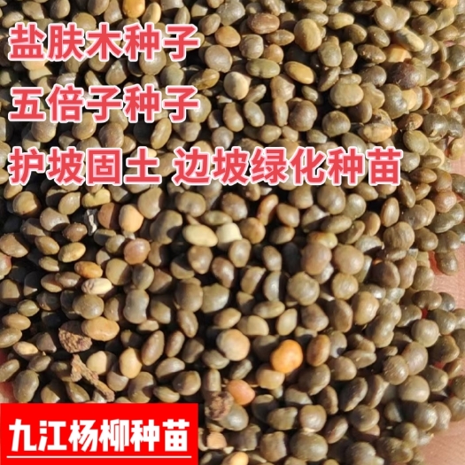 九江优质盐肤木种子五倍子种籽江西盐肤木种子产地批发价格乡土彩叶树
