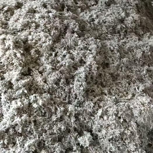 武山县茵陈