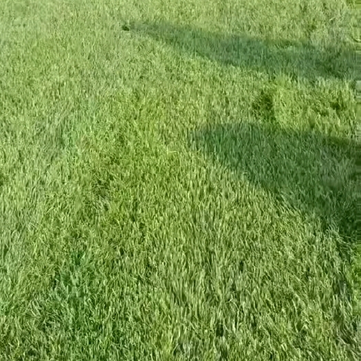 肥东县混播果岭草
