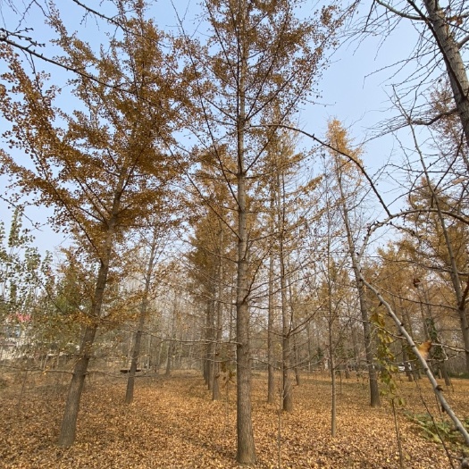 18公分银杏树—工程苗白菜价处理