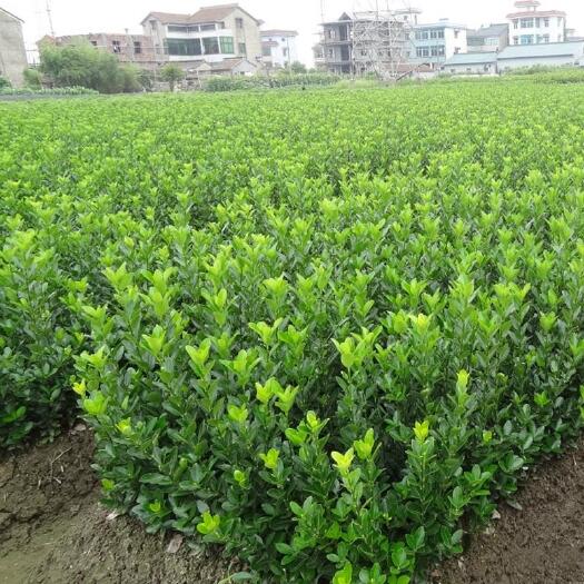 沭阳县卫矛苗卫矛球冬青四季常绿耐寒别墅庭院道路绿篱篱笆四季常青植物