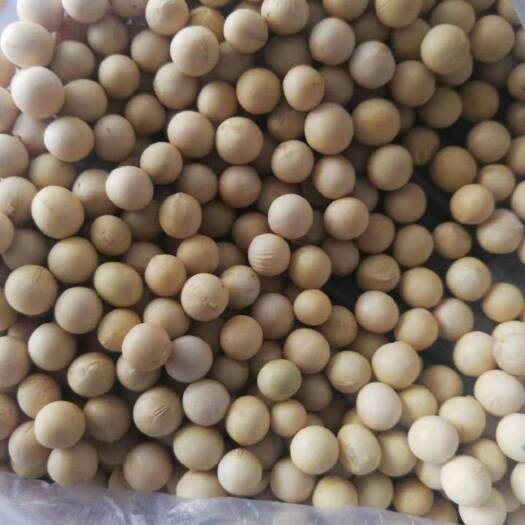 富锦市黑龙江大豆 东北黄豆质地饱满，品质优良、高蛋白、高油脂、种
