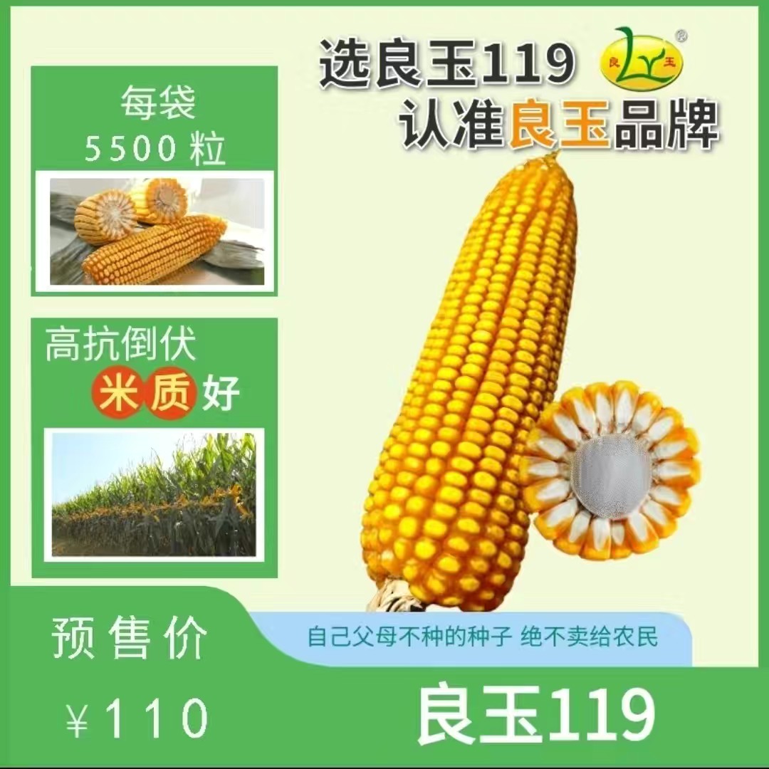 沈阳良玉119  棒子大