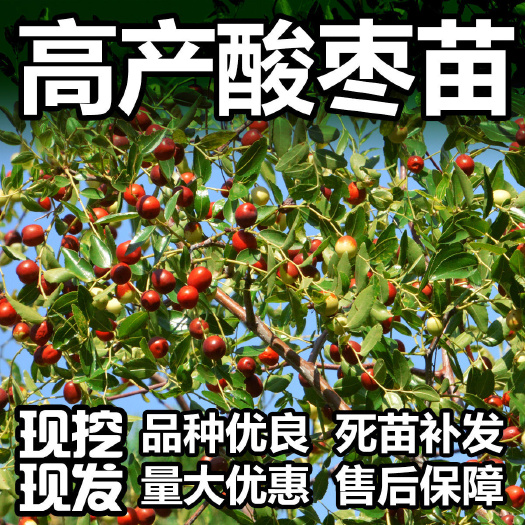 酸枣苗,晋酸3号酸枣苗,双仁酸枣苗价格,药用酸枣苗,品种保证