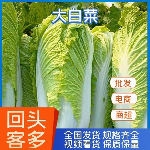 平阴县北京三号白菜，净菜标准，颗大心实