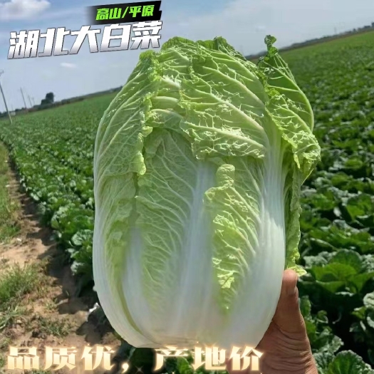 湖北宜昌新鲜黄心大白菜 绿色健康可追溯 原产地直供