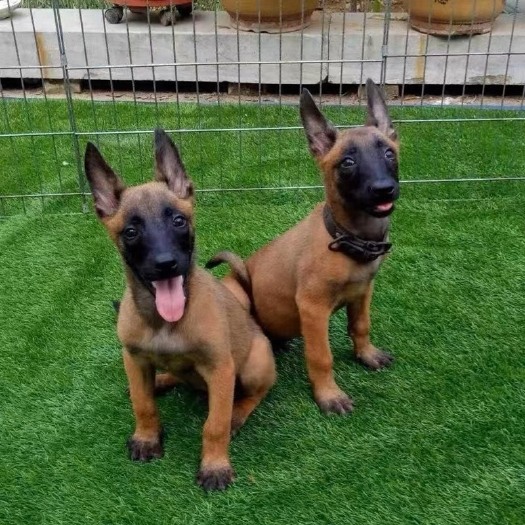 济南纯种马犬幼犬科目马犬爆红马犬军犬警犬大型看家护院大狼狗猎犬