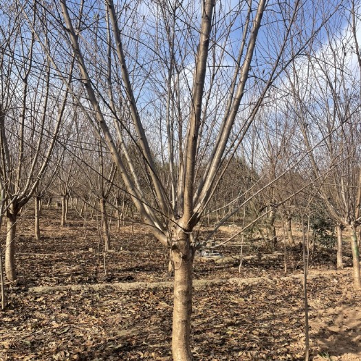武陟县基地直发7-10公分的红叶碧桃，数量2000棵，质优价廉