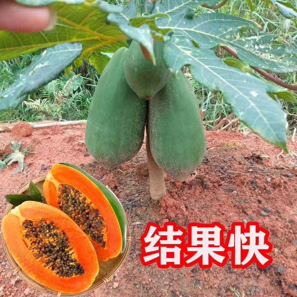 红心木瓜苗