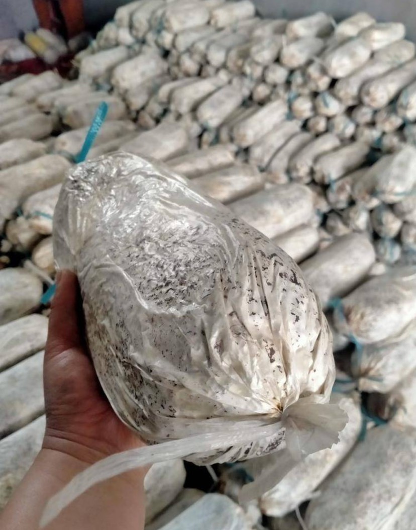 灵芝菌包，灵芝菌种，灵芝菌棒