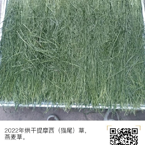 24年提烘干提摩西草北提  兔子  豚鼠  荷兰猪的主粮