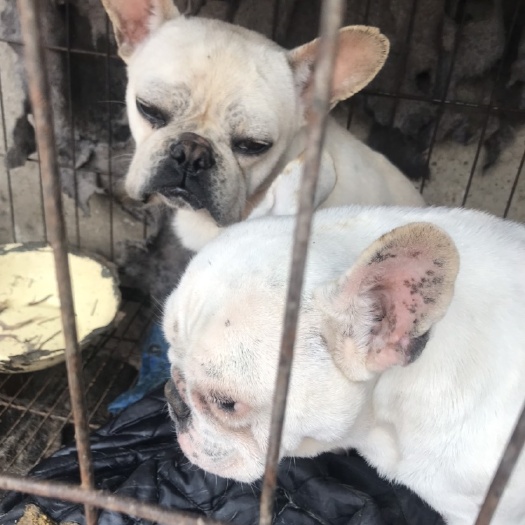 宿州法国斗牛犬