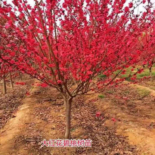 沭阳县碧桃