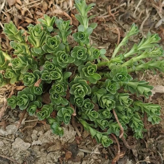 南皮县新鲜带根救心菜、高钙菜、养心菜、景天三七