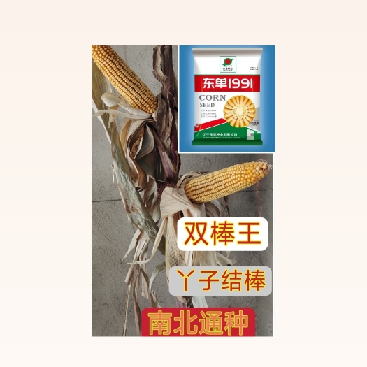沈阳东单1991