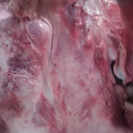 带毛公牛头皮带鼻子带一点肉