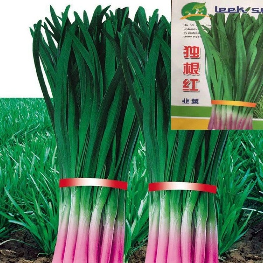 宿迁四季宽叶韭菜种耔白根紫根韭菜耔庭院阳台盆栽耐寒蔬菜种耔
