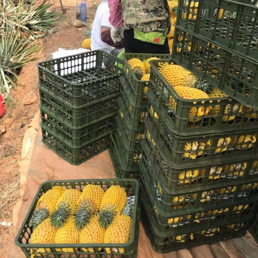昌江县香水凤梨，自然熟