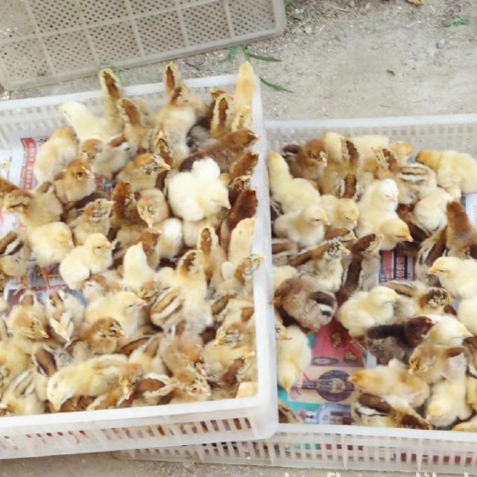 沭阳县小鸡雏苗批发出壳苏北草鸡土鸡青脚公母鸡幼苗