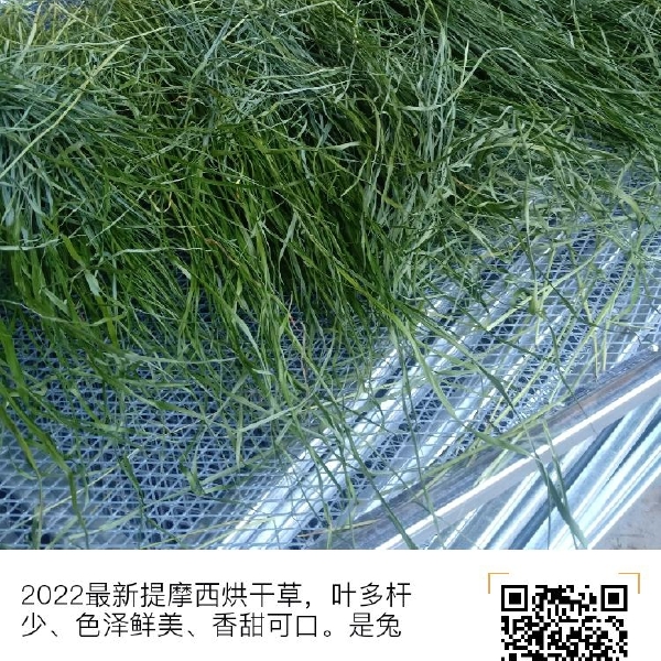 24年提烘干提摩西草北提  兔子  豚鼠  荷兰猪的主粮