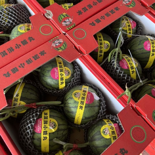 莘县小糖丸西瓜