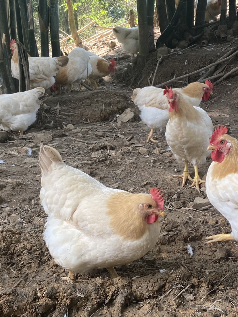容县广西玉林大进土鸡:全粮食饲料喂养，水蒸鸡的优选品种！