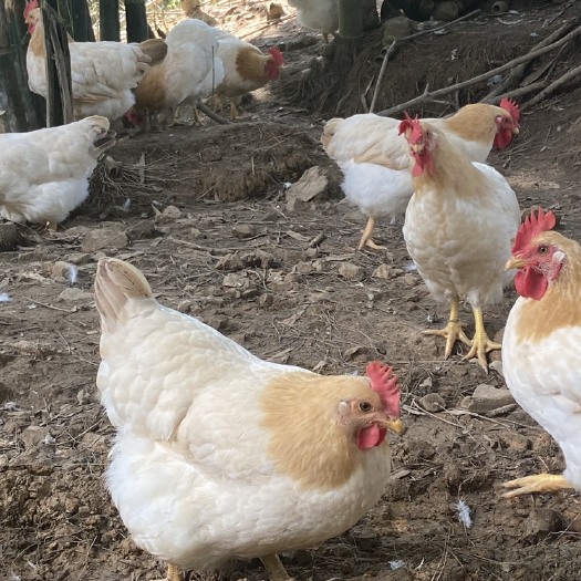 广西玉林大进土鸡:全粮食饲料喂养，水蒸鸡的优选品种！