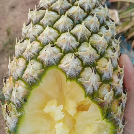 昌江县台农11号香水菠萝，一级大果