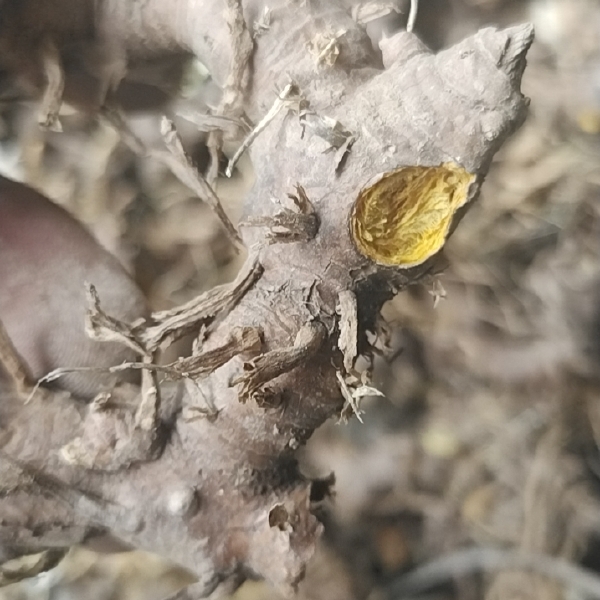 射干，南秦岭高山射干，个子片子大量有货