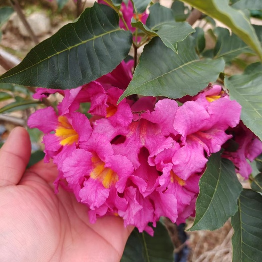 柳城县紫花风铃木