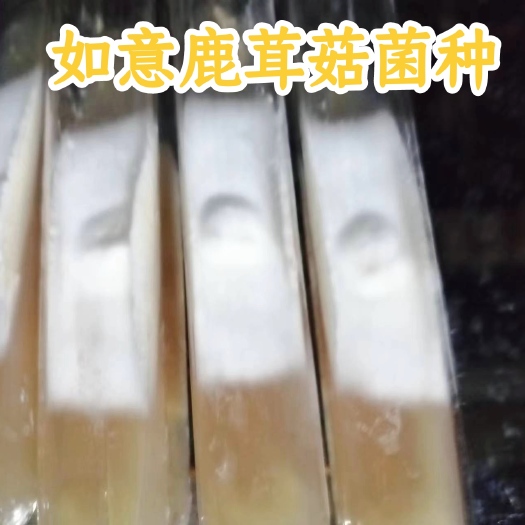 厦门鹿茸菇菌种