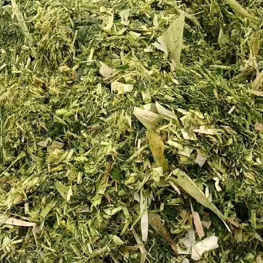 大名县青储草