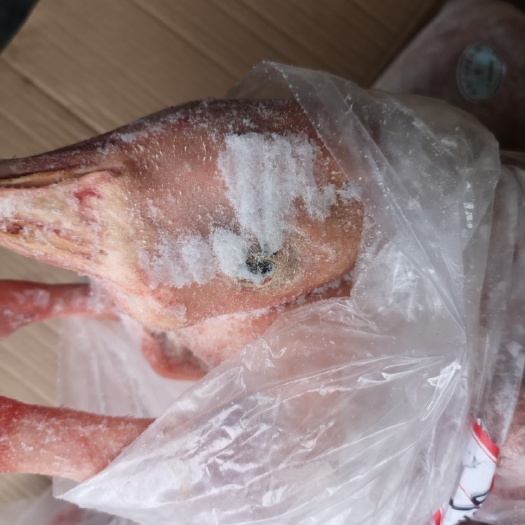临泉县白鹅三花鹅老鹅