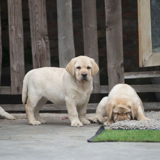 巨野县宠物狗拉布拉多幼犬