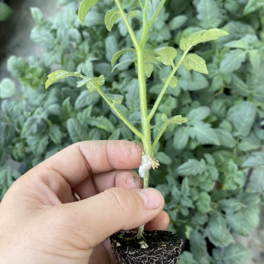 惠州嫁接小番茄（紫弹头）
